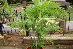 Chamaedorea seifrizii